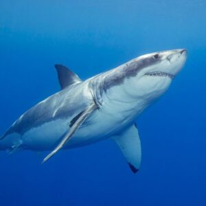 How to watch ‘Secrets of the Great White Kill’ – stream ‘Shark Week’ 2026 from anywhere