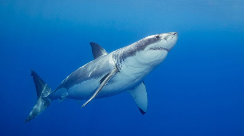 How to watch ‘Secrets of the Great White Kill’ – stream ‘Shark Week’ 2026 from anywhere