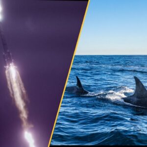 Science news this week: Secret lives of whale sharks revealed, Earth’s coldest temperature registered, and Amazonian geoglyphs show clues to lost civilization