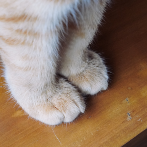 Why do cats have ‘leg whiskers’?