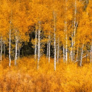 Aspen trees provide a natural buffer against wildfires, even as fire season intensifies, study shows