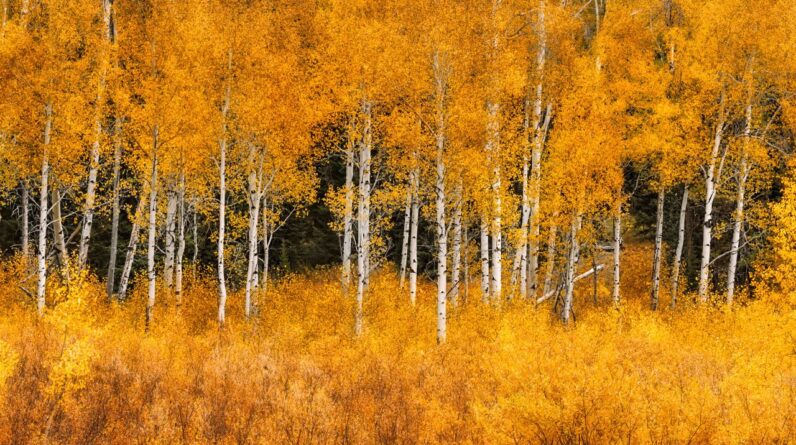 Aspen trees provide a natural buffer against wildfires, even as fire season intensifies, study shows