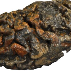 Brains don’t always rot: Scientists may finally know how human brains have evaded decay for thousands of years