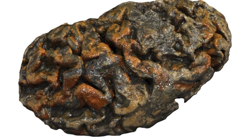 Brains don’t always rot: Scientists may finally know how human brains have evaded decay for thousands of years