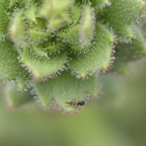 ‘Darwin’s hypothesis provided an important inspiration’: Scientists bolster 150-year-old Darwinian theory with a carnivorous plant in China