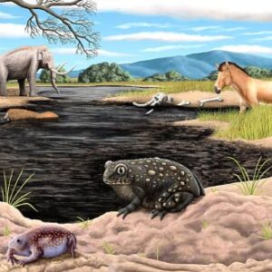 La Brea Tar Pits Yield New Species of Ice Age Toad