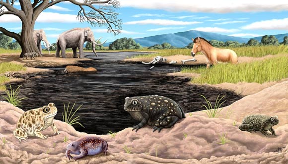 La Brea Tar Pits Yield New Species of Ice Age Toad