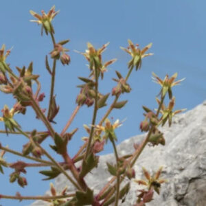 Scientists Add Unlikely New Member to World’s Carnivorous Plants
