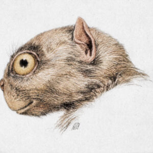 Tiny New Primate Species Emerges from 50-Million-Year-Old Wyoming Sandstone