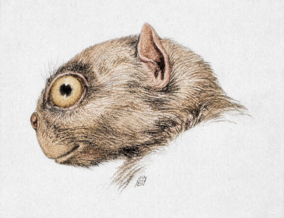 Tiny New Primate Species Emerges from 50-Million-Year-Old Wyoming Sandstone