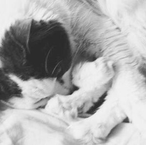 Moving Cat Indoors is Easier than Owners Expect: Study
