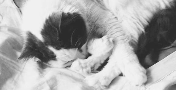 Moving Cat Indoors is Easier than Owners Expect: Study