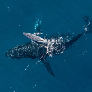 ‘It’s incredibly rare to see a moment like this in the ocean’: Camera drone captures moment humpback whale gives birth off Australian coast