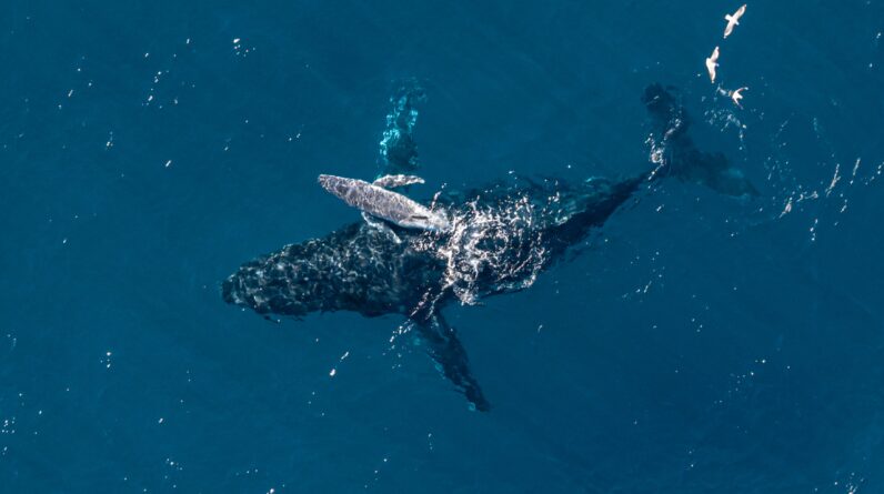 ‘It’s incredibly rare to see a moment like this in the ocean’: Camera drone captures moment humpback whale gives birth off Australian coast