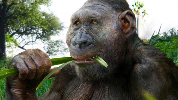 Study Points to Sugar, Not Just Meat, as Fuel for Human Brain Evolution