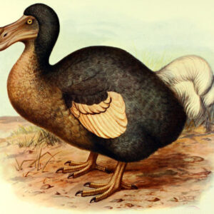 Dodo Had Surprisingly Keen Sense of Smell and Owl-Like Vision, New Study Reveals