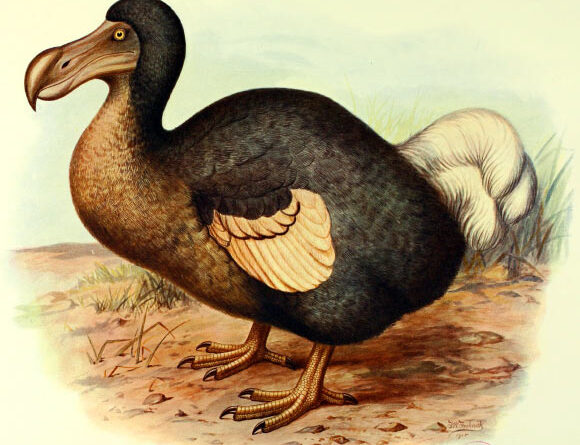 Dodo Had Surprisingly Keen Sense of Smell and Owl-Like Vision, New Study Reveals
