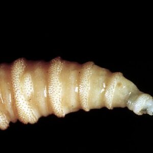Flesh-eating screwworms feast on humans in Mexico; human cases top 500