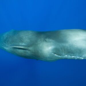 ‘Like a jail door slamming’: Male sperm whales’ mysterious rhythmic clanging is the loudest communication sound of any animal