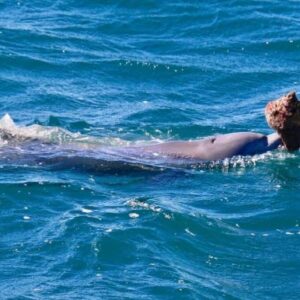 Dolphins Filmed Using Sea Shells as Tools in Rare Sighting off Australia