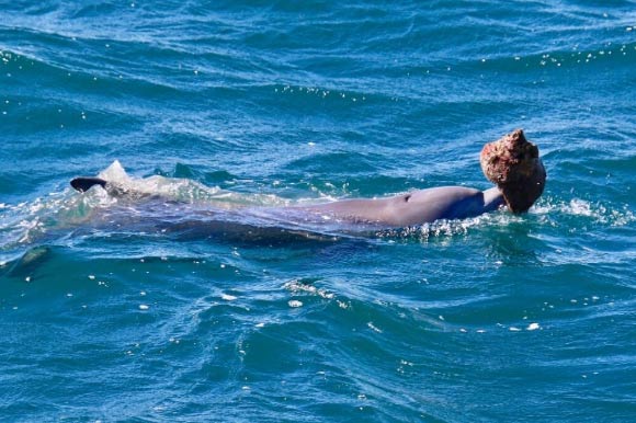 Dolphins Filmed Using Sea Shells as Tools in Rare Sighting off Australia