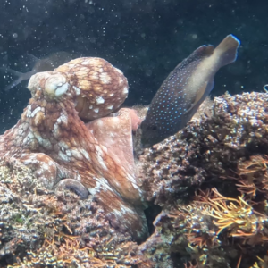 Young wild octopuses may form a ‘fight club’ and slap territorial fish if they get too close