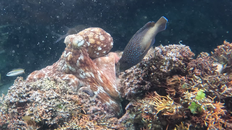 Young wild octopuses may form a ‘fight club’ and slap territorial fish if they get too close