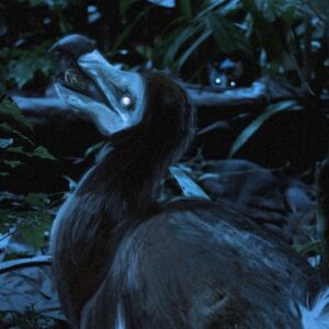 Nocturnal dodo? Study suggests we were very wrong about Mauritius’ iconic flightless bird