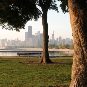 Saving old trees may protect people’s health more than planting new ones, study of Chicago neighborhoods finds