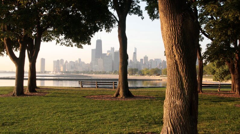 Saving old trees may protect people’s health more than planting new ones, study of Chicago neighborhoods finds