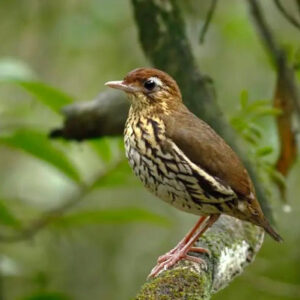 Ornithologists Discover New Bird Species in Brazil
