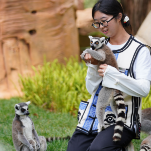 4 lemurs die of human herpesvirus, including one that had been used in a ‘lemur yoga’ class