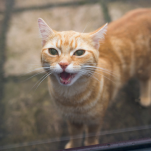 Why do cats yowl?