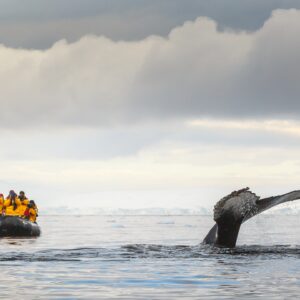 ‘They don’t deserve this beauty and this breathtaking fragility’: Former Antarctic tour guides told researchers why they quit the troubling industry