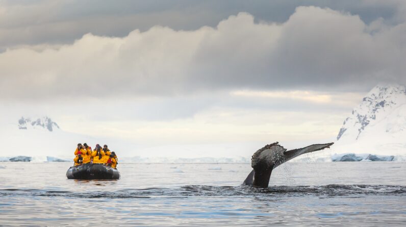 ‘They don’t deserve this beauty and this breathtaking fragility’: Former Antarctic tour guides told researchers why they quit the troubling industry