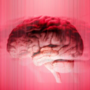 Scientists just discovered a big limitation in lab-grown minibrains — they have a skewed ‘sense of time’