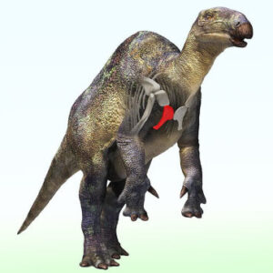 Fossil of Small Duck-Billed Dinosaur Relative Found in Japan