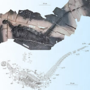 Spoon-Toothed, Short-Headed Marine Reptile Unearthed in China