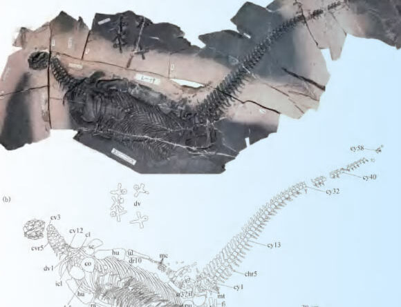 Spoon-Toothed, Short-Headed Marine Reptile Unearthed in China