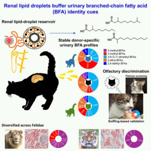 Scientists Solve Century-Old Feline Mystery
