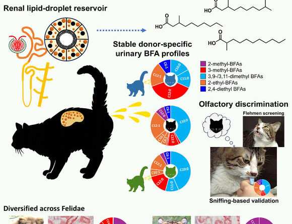 Scientists Solve Century-Old Feline Mystery