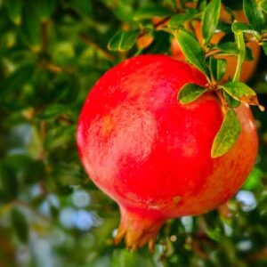 Natural Postbiotic Compound Shows Promise against Hard-to-Treat Heart Failure