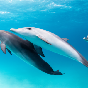 Do other animals call each other by name?