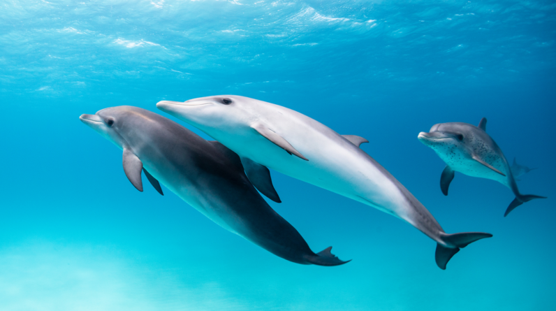 Do other animals call each other by name?