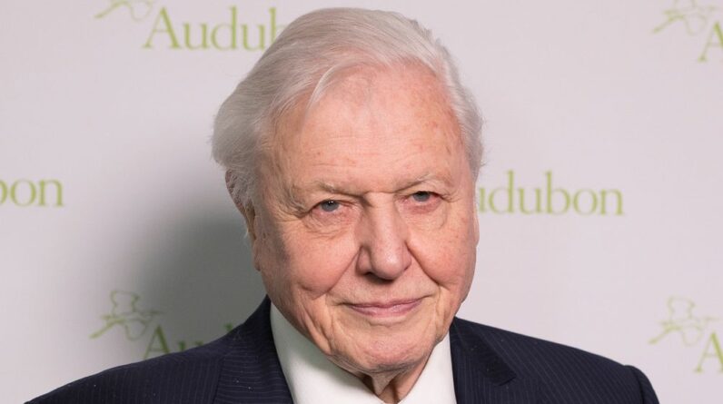 Stream the entire BBC iPlayer Attenborough collection anywhere with this top-rated VPN deal