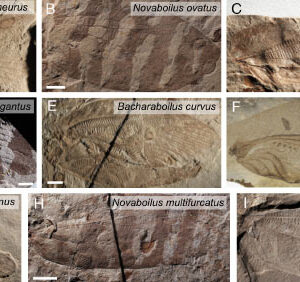 Scientists Reconstruct Sound of Jurassic Insects