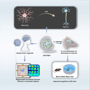 Nanoparticle Therapy Reverses Alzheimer’s Progression in Mice