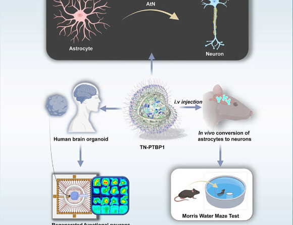 Nanoparticle Therapy Reverses Alzheimer’s Progression in Mice