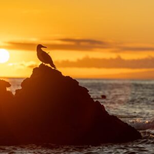 ‘This is such a clear story’: Climate change is supercharging El Niño to unprecedented strengths, study finds