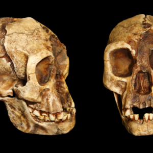 Strange ‘hobbit’ species walked more like us than like ‘Lucy,’ hip bones reveal